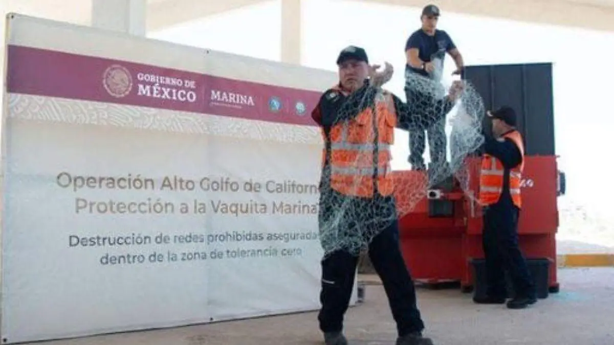 Protección para la vaquita marina